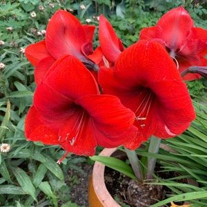 Meet your Posher, Alice